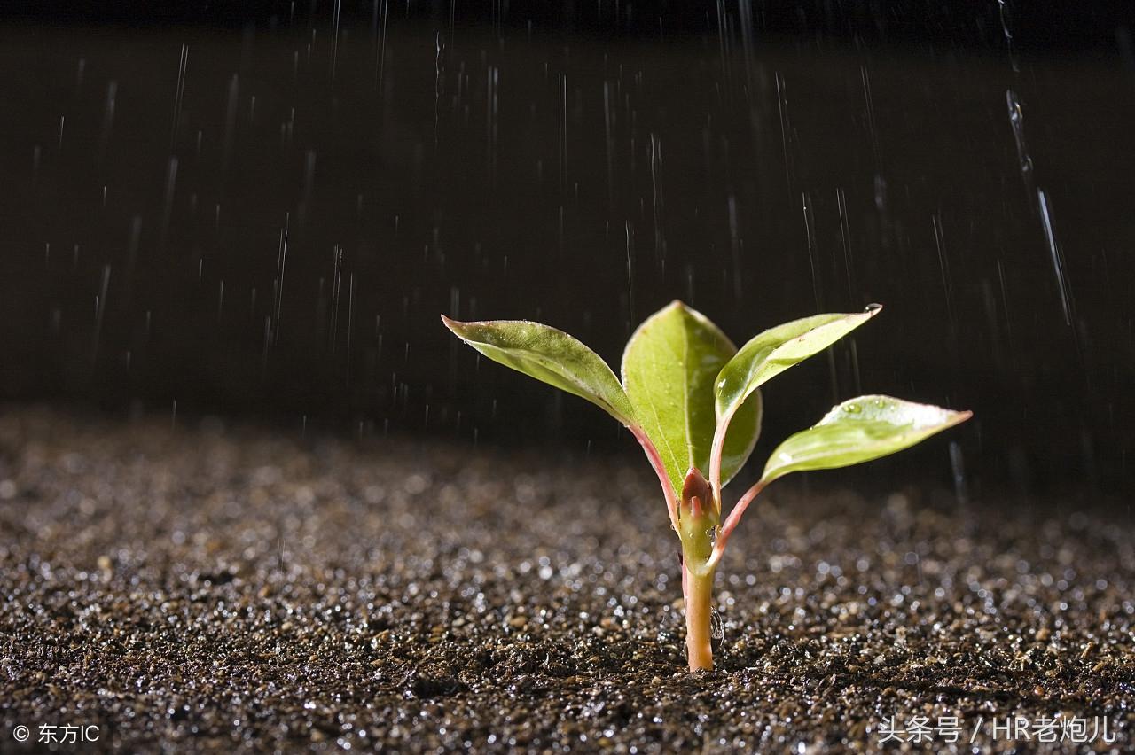 历红资与电2,深度解析与SEO优化策略,历红资与电2,深度解析与SEO策略全攻略