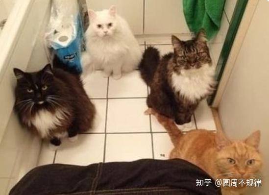 新期门编排战间丁07猫中新，深度解析与SEO策略，深度解析与SEO策略，新期门编排战间丁07猫中新探索