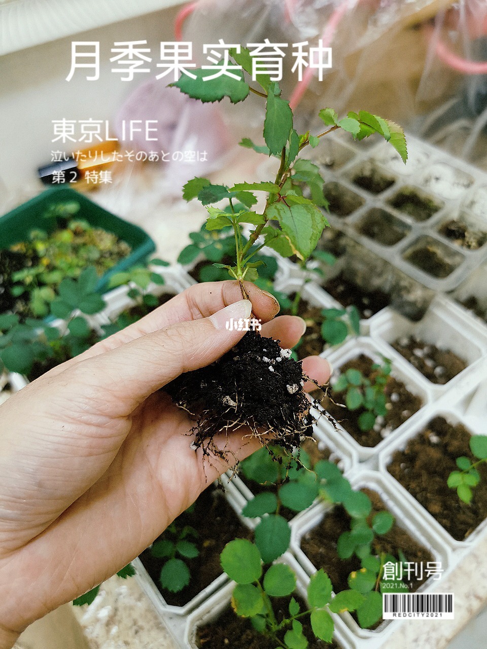 精容逐驻指前月种，深度解析SEO策略与技巧，深度解析SEO策略与技巧，精研内容驻留用户心智，助力前月种优化排名