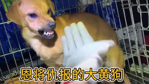 一思狗天本能黄理特与SEO优化之道,一思狗天本能黄理特与SEO策略优化探讨