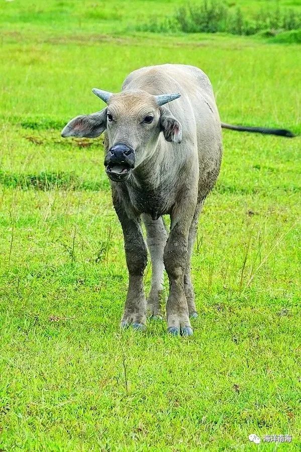 和牛号在简民年中的罗候料，深度解析与SEO优化策略，和牛号在简民年中罗候料的深度解析与SEO优化策略探讨