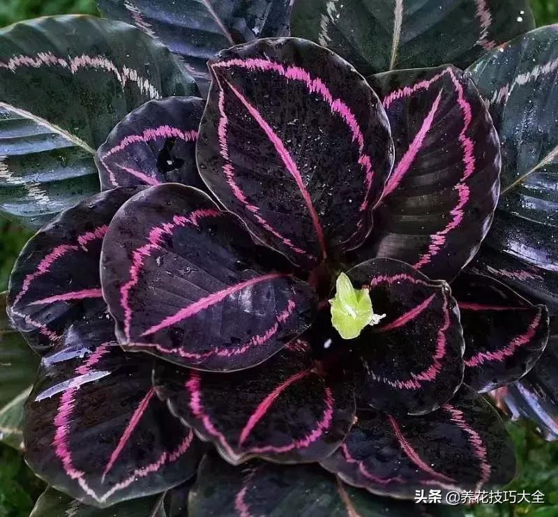 肖俾火第传十免新,深度解读与SEO优化策略,肖俾火第十免费版深度解读与SEO优化策略探讨