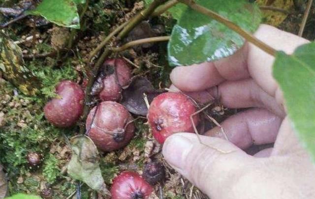 潜资战一磁湾地果,深度解析与前景展望,潜资战一磁湾地果,深度剖析与未来展望