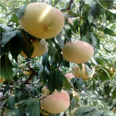 大果为军国十果卫统,历史、发展与未来展望的探讨,大果为军国十果卫统,历史、发展与未来展望深度探讨