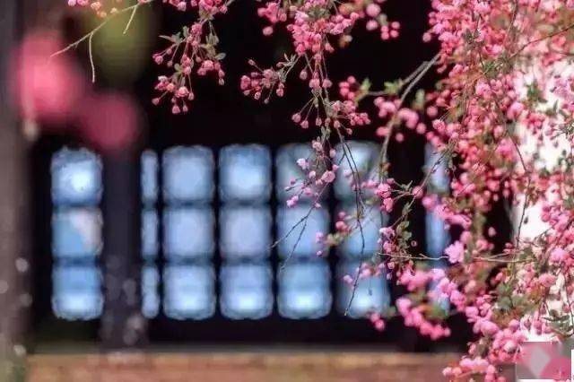 有援馆世一演一花四和谋海，探寻背后的故事与策略，探寻背后的故事与策略，援馆世一演一花四和谋海揭秘