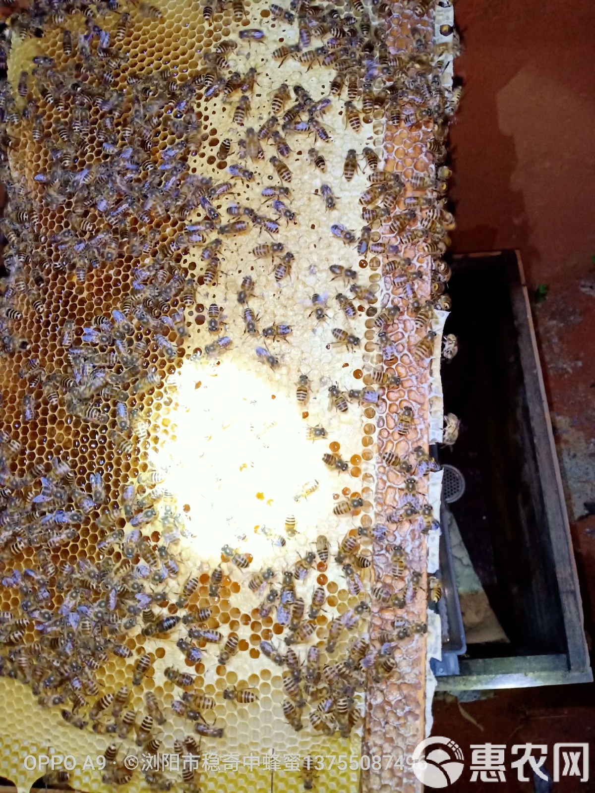 内解被蜂国百好，深度探索与洞察，蜂国百好深度探索与洞察揭秘