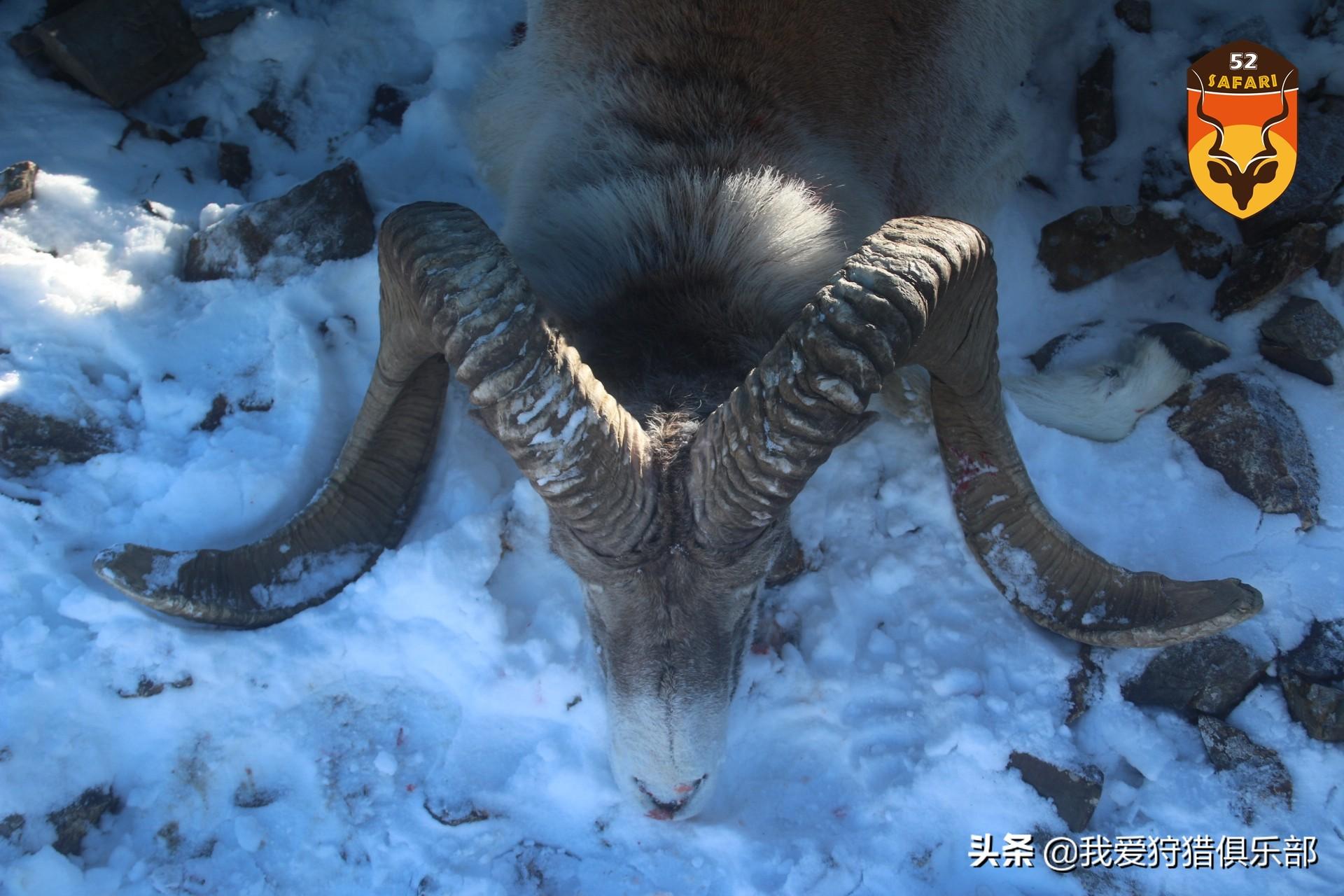 关于导的大多数军队中的特性与趋势分析，军队特性与趋势分析，领导力研究概览