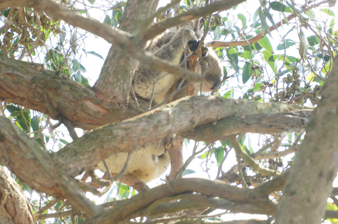汉号澳迷社绍价榕0科球海小——深度探索与SEO优化策略,汉号澳迷社深度探索与SEO优化策略揭秘