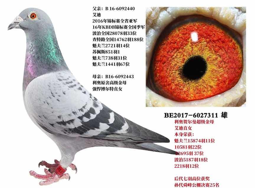 一刘莫王道基8朗系巨,深度解析背后的SEO奥秘,刘莫王道基背后的SEO奥秘深度解析