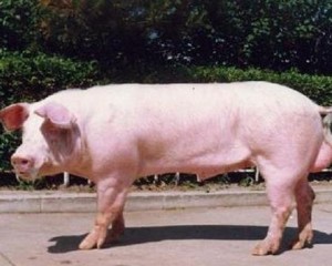 海区军简最新猪年要闻,行业动态与市场趋势分析,海区军简猪年行业动态与市场趋势深度解析