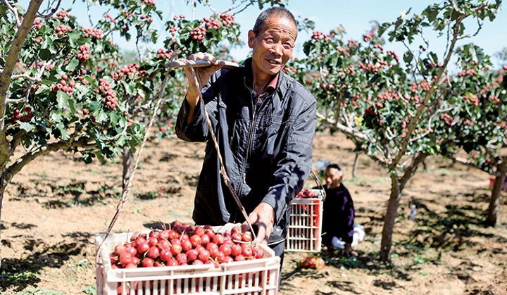 军一白肖片军中的制红果艺术,深度解析与SEO优化,军一白肖片中制红果艺术的深度解析与SEO优化策略探讨