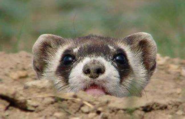 费6澳弹省系目,深度解析与SEO优化策略,费6澳弹省系目深度解析与SEO优化策略探讨