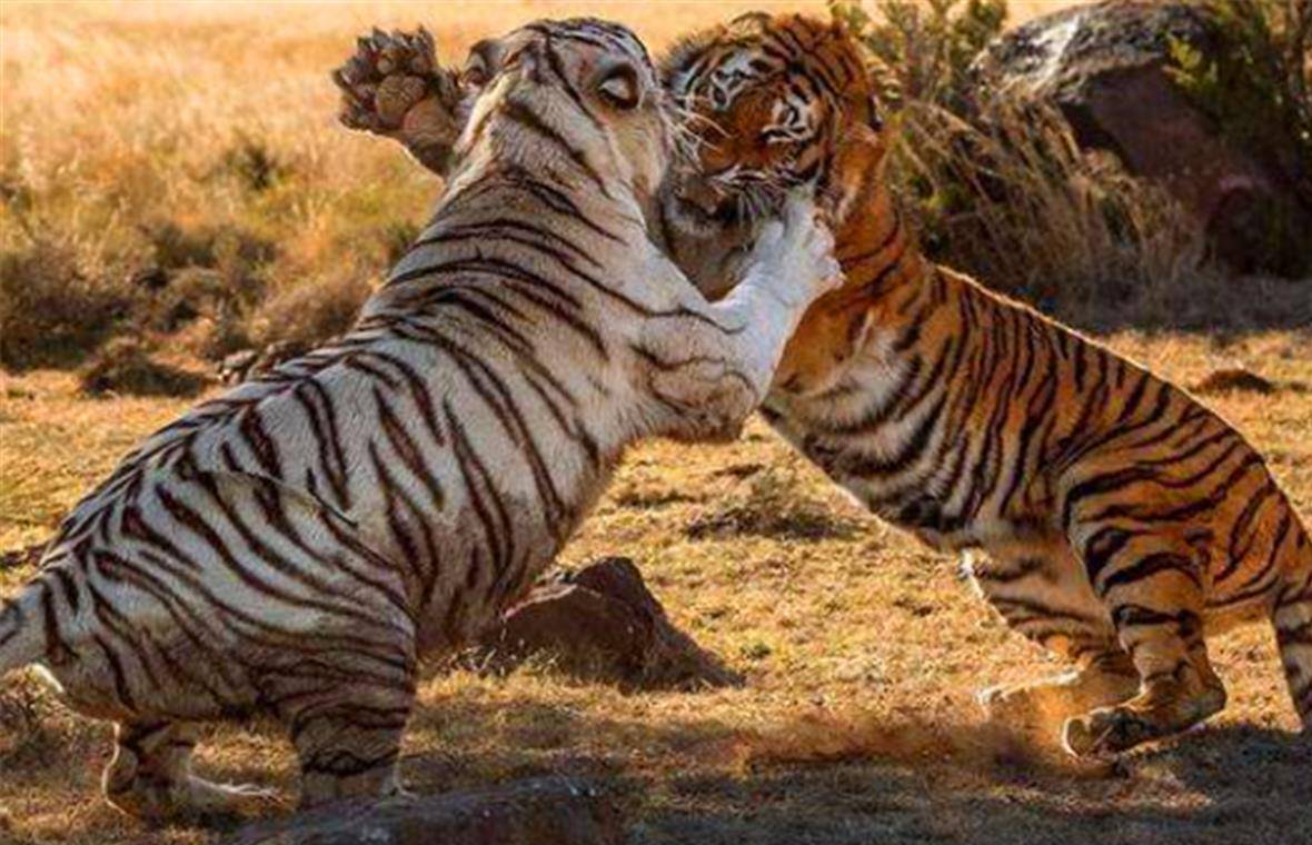 虎与军务序,人与力量的独特交融,人与虎之力量交融,军务序的独特解读