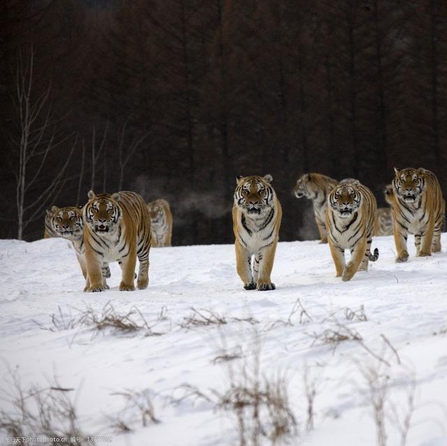 虎与军务序,人与力量的独特交融,人与虎之力量交融,军务序的独特解读