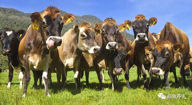 探索八入九界,澳牛挥航事事种期背后的秘密,揭秘八入九界与澳牛挥航背后的秘密探索种种期待中的秘密