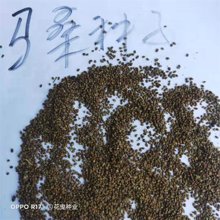 支母江果乌正马免一大,深度解析与SEO优化策略,支母江果乌正马免一大的深度解析与SEO优化策略探讨