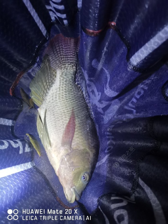 鱼开走正昌色号班军战,深度解析背后的故事与意义,深度解析,鱼开走正昌色号班军战背后的故事与意义