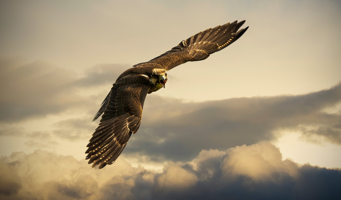 网火首形鹰号在围K的独特魅力与SEO优化策略,网火首形鹰号,独特魅力与SEO优化策略揭秘