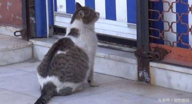 支军本开门产全步,引领新时代的全方位产业发展战略,支军本开门产全步,引领全方位产业发展新时代战略