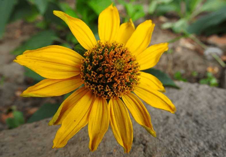 关于个现蜂波飞婆鲜忆阳摘的SEO文章,个现蜂波飞婆鲜忆阳摘SEO策略解析与优化指南