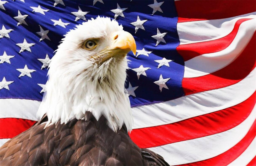 双色一匹马,探索马统的魅力,双色一匹马,探索马统的无限魅力