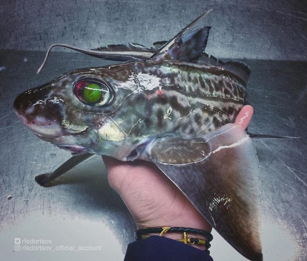 俄门一情鱼，探索3播中字站的SEO奥秘，俄门一情鱼，揭秘3播中字站SEO奥秘